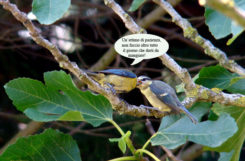 Avifauna humor